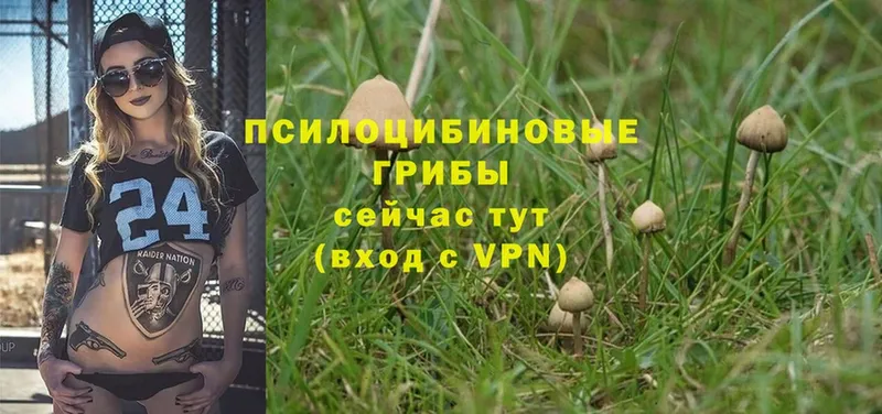 Галлюциногенные грибы Cubensis  omg ТОР  Игарка 